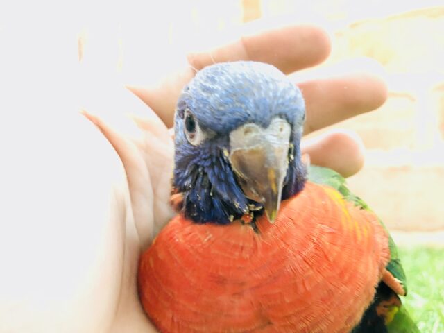 ゴシキセイガイインコ