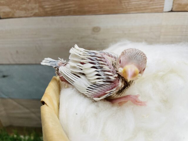 シルバーイノ文鳥