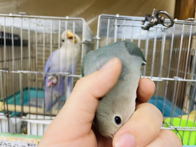 コザクラインコ（小桜インコ）