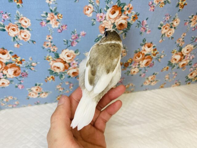 十姉妹（ジュウシマツ）