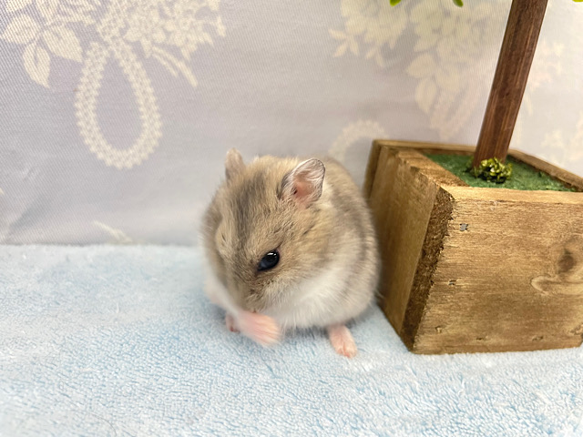 ジャンガリアン