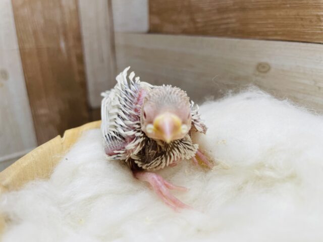 シルバーイノ文鳥