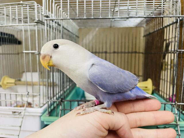 コザクラインコ（小桜インコ）