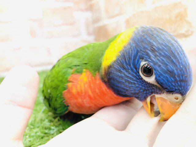 ゴシキセイガイインコ