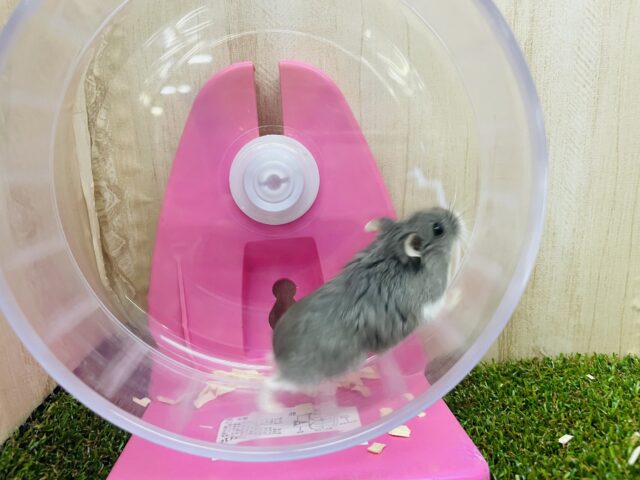 ロボロフスキーハムスター