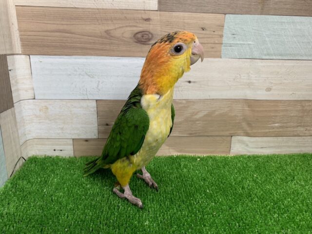シロハラインコ