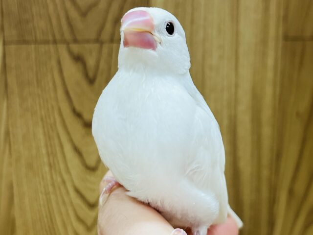 白文鳥