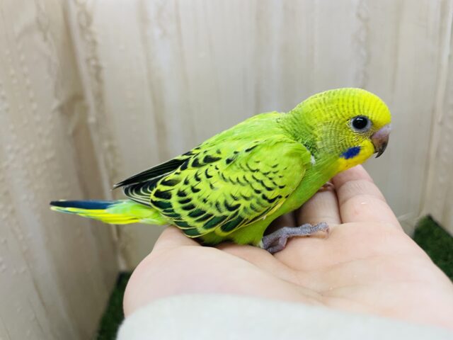 セキセイインコ