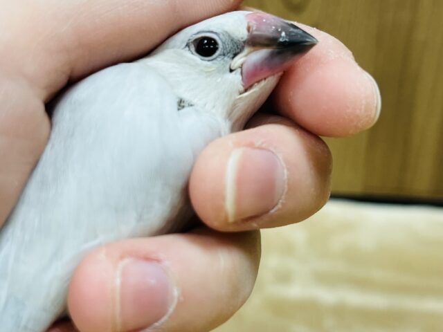 シルバー文鳥