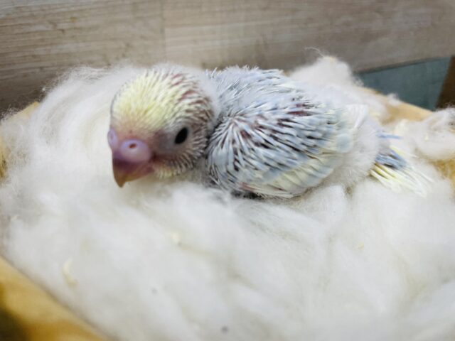 セキセイインコ