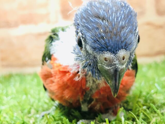 ゴシキセイガイインコ