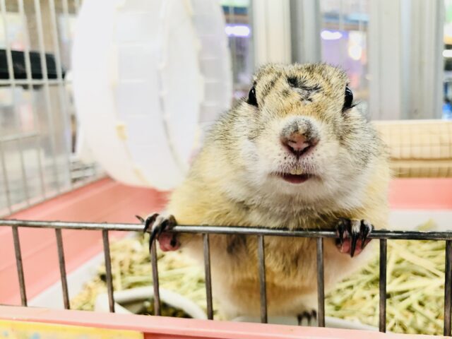 リチャードソンジリス