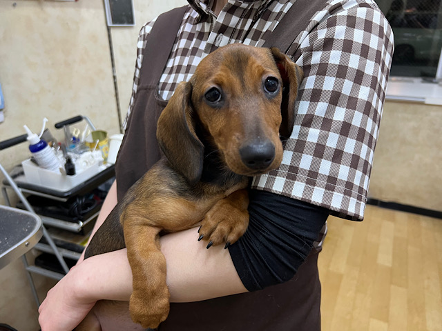 スタンダードダックス