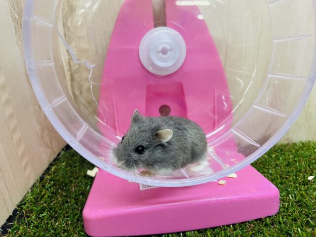 ロボロフスキーハムスター