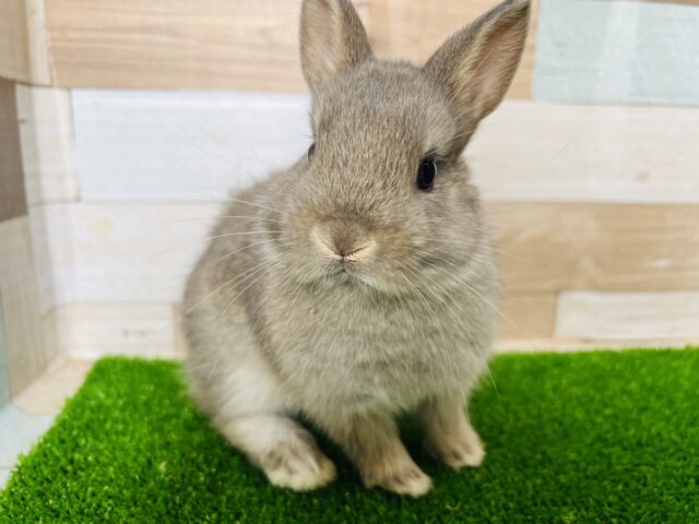 ネザーランドドワーフ