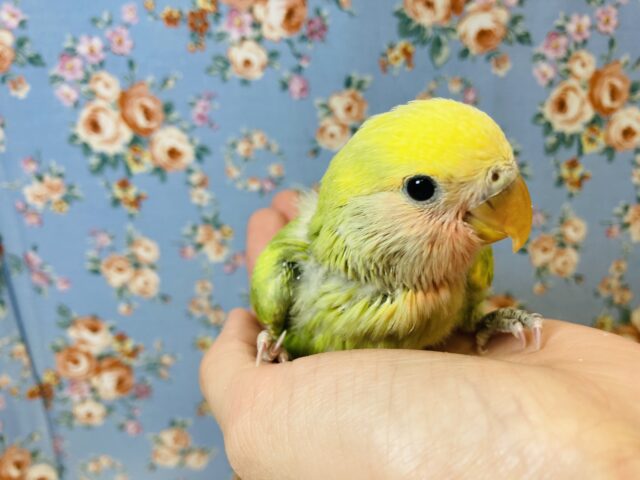 コザクラインコ（小桜インコ）