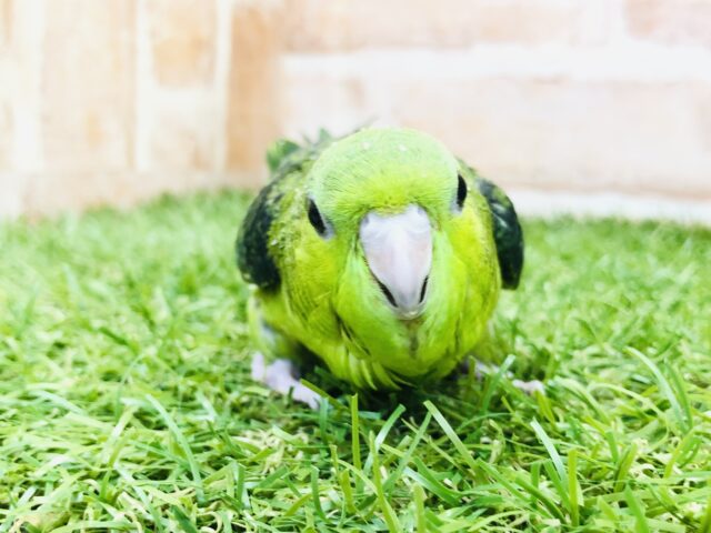 サザナミインコ