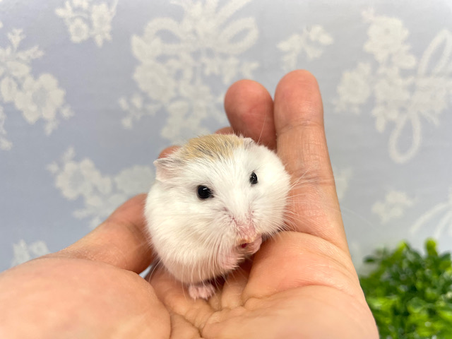 ロボロフスキーハムスター