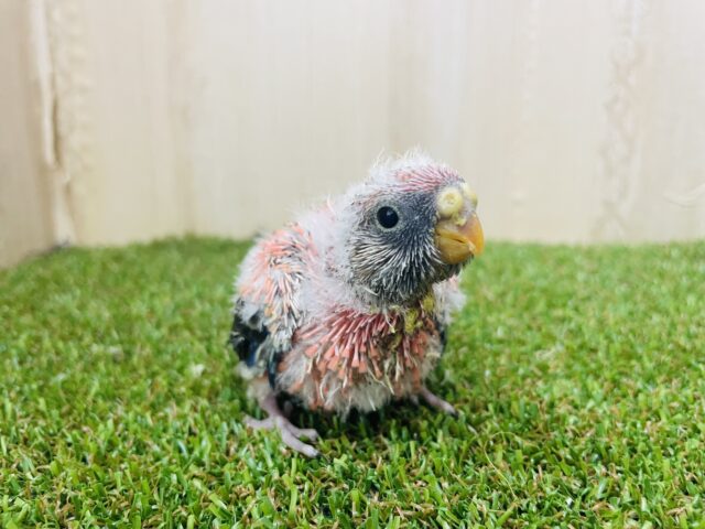 アキクサインコ（秋草インコ）