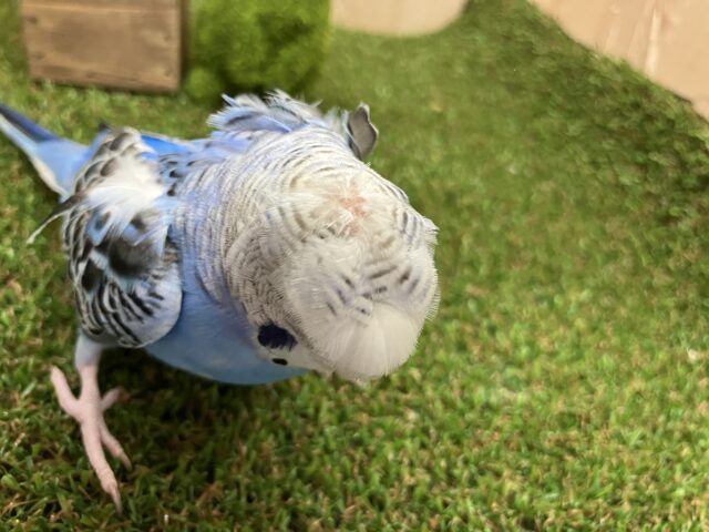 羽衣セキセイインコ