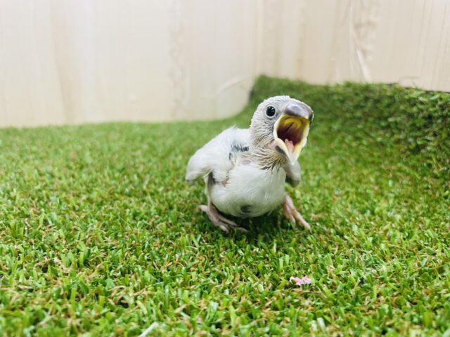 シルバー文鳥