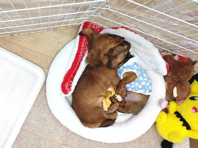 スタンダードダックス