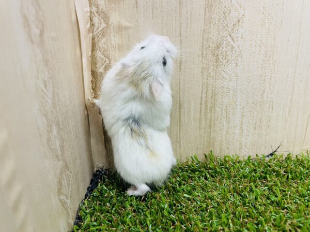 ロボロフスキーハムスター