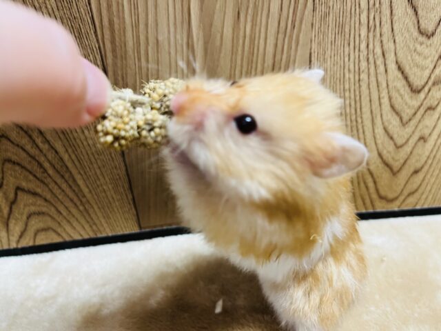 ゴールデンハムスター