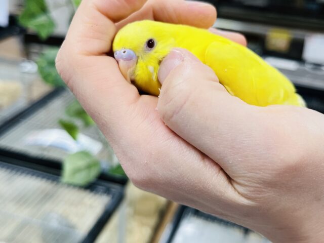 セキセイインコ