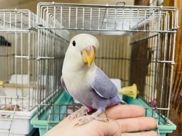 コザクラインコ（小桜インコ）