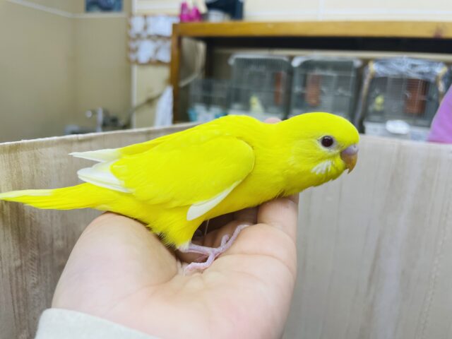 セキセイインコ