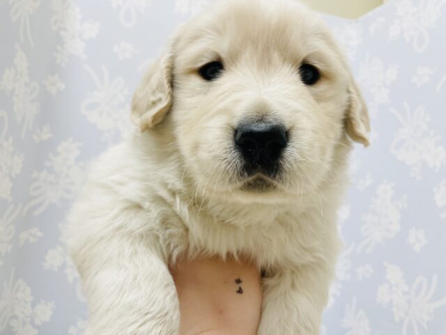 ゴールデンレトリバー