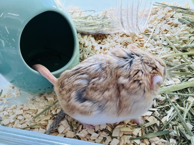 マカロニマウス（ファットテールジャービル、オブトアレチネズミ）