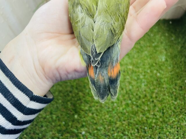 コザクラインコ（小桜インコ）