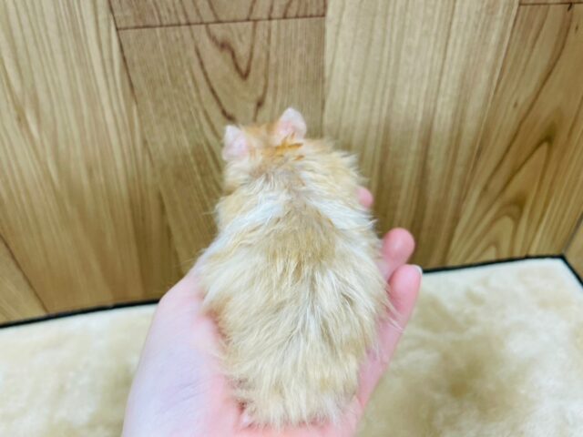 ゴールデンハムスター