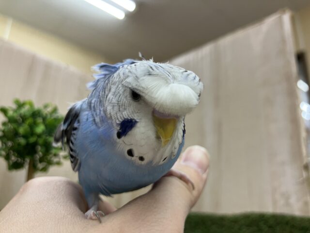 羽衣セキセイインコ