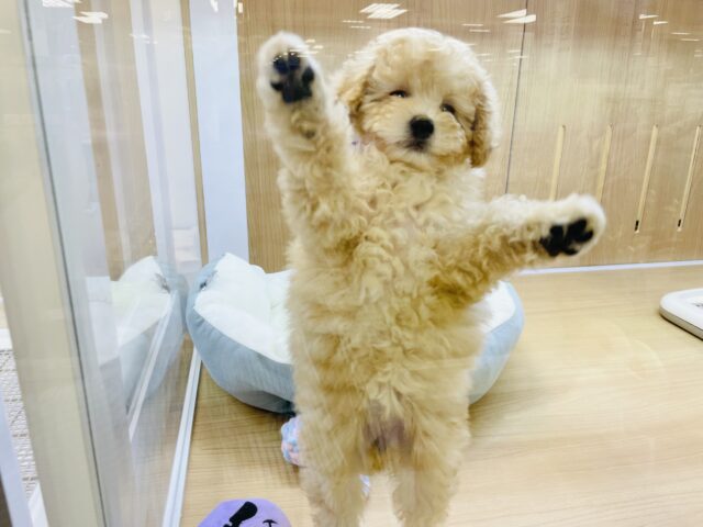 トイプードル