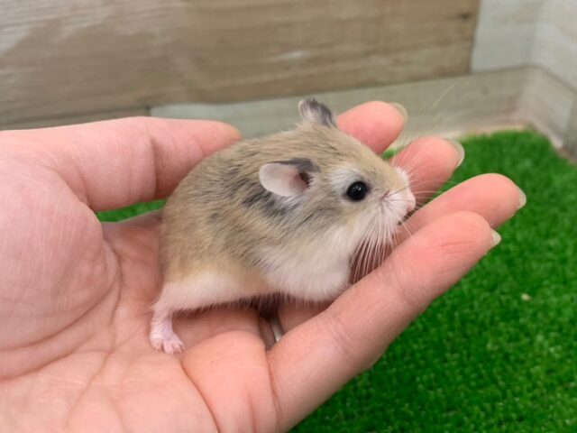 ロボロフスキーハムスター