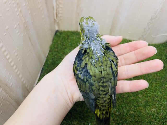 サザナミインコ