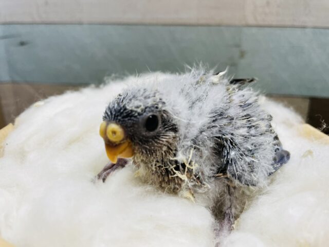 アキクサインコ（秋草インコ）