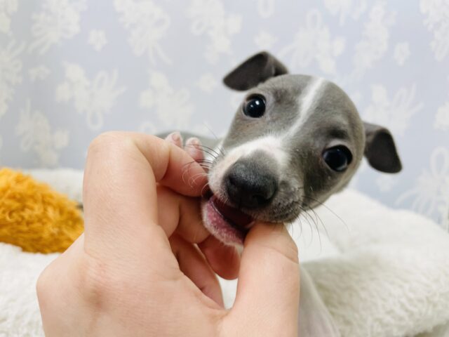 イタリアングレーハウンド