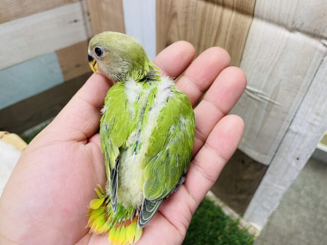 コザクラインコ（小桜インコ）