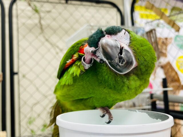 コミドリコンゴウインコ