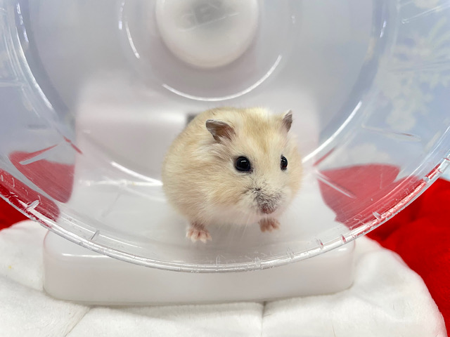 ジャンガリアン