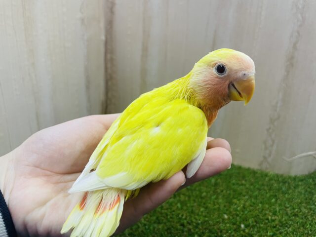 コザクラインコ（小桜インコ）