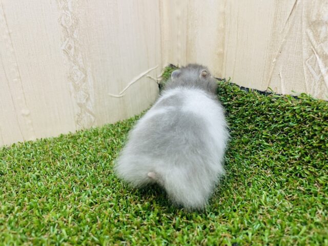 ゴールデンハムスター