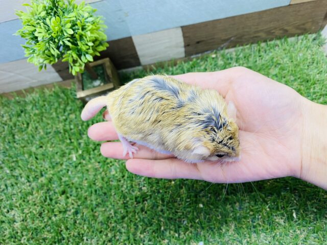 マカロニマウス（ファットテールジャービル、オブトアレチネズミ）