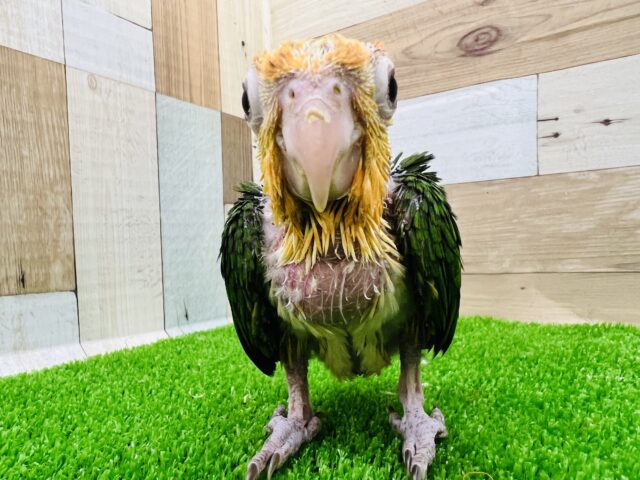シロハラインコ