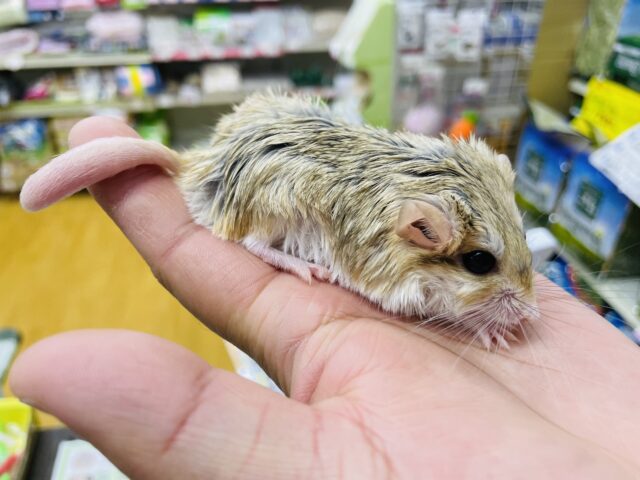 マカロニマウス（ファットテールジャービル、オブトアレチネズミ）