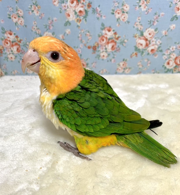 シロハラインコ